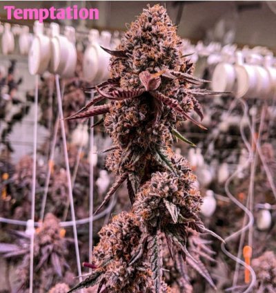 Lit Farms Temptation