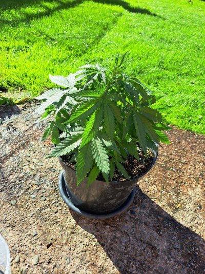 First time grower think i have problems