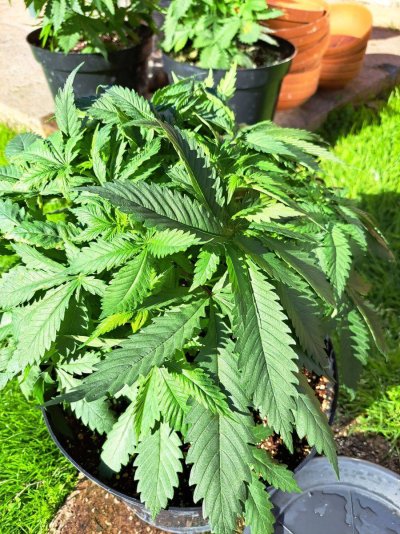 First time grower think i have problems