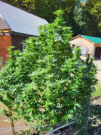 Let's see your outdoor grow 2022