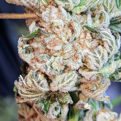 Let's See Your Frostiest Flowers