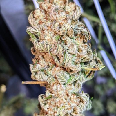 Let's See Your Frostiest Flowers