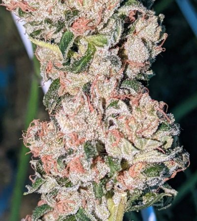 Let's See Your Frostiest Flowers