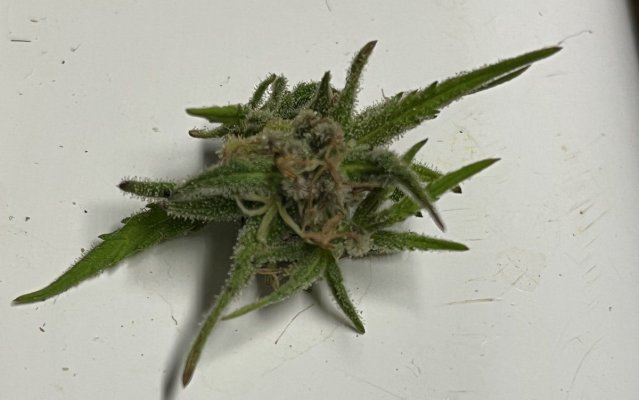 Let's see your outdoor grow 2022