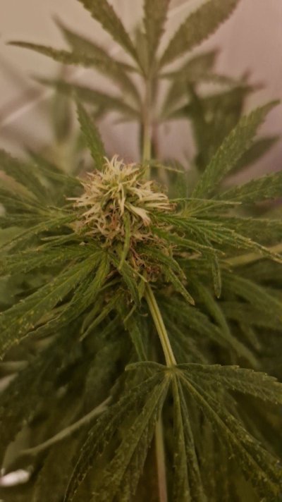 Let's see your outdoor grow 2022