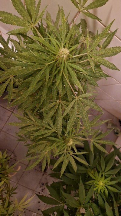 Let's see your outdoor grow 2022