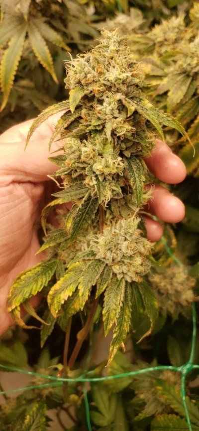 Bud Goodman's Perpetual Thread of Perpetually Good Buds, Man.