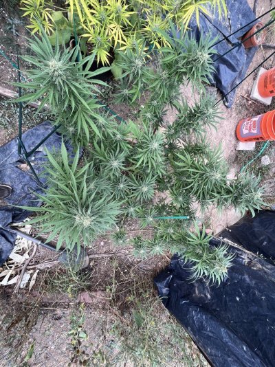 Let's see your outdoor grow 2022