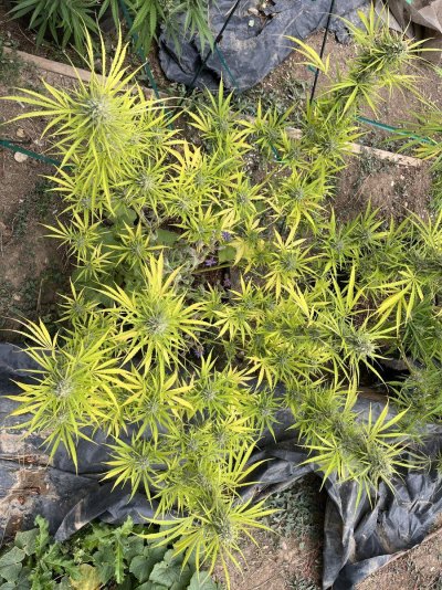 Let's see your outdoor grow 2022