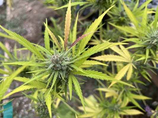 Let's see your outdoor grow 2022