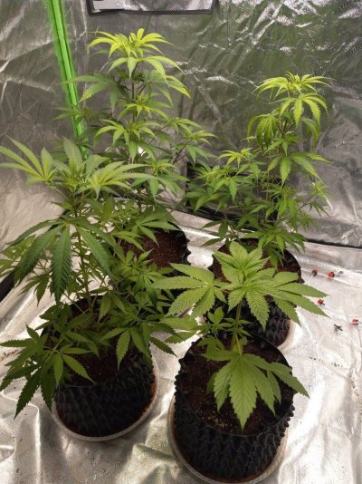 4x4 grow tent weekly diary