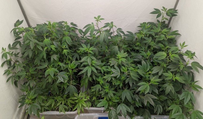 Bud Goodman's Perpetual Thread of Perpetually Good Buds, Man.