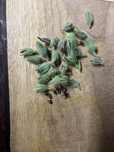What do you use for cover crop?