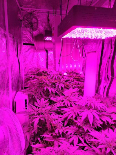 First time grower think i have problems