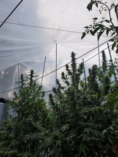 Let's see your outdoor grow 2022