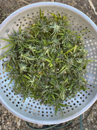 Let's see your outdoor grow 2022