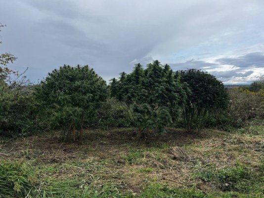 Let's see your outdoor grow 2022
