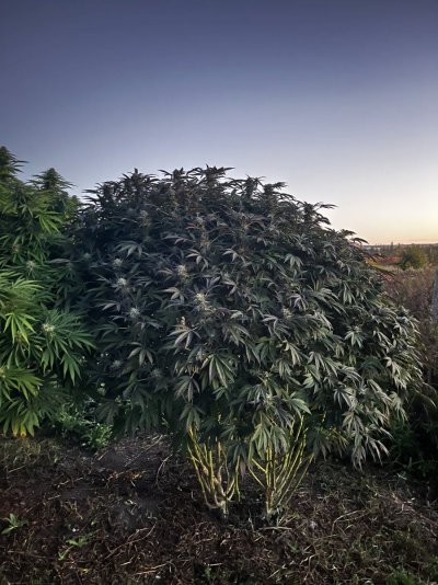 Let's see your outdoor grow 2022