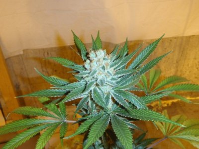 black-dom-cross-3.jpg
