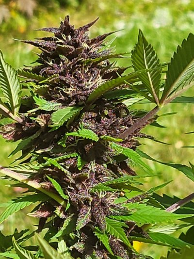 Let's see your outdoor grow 2022