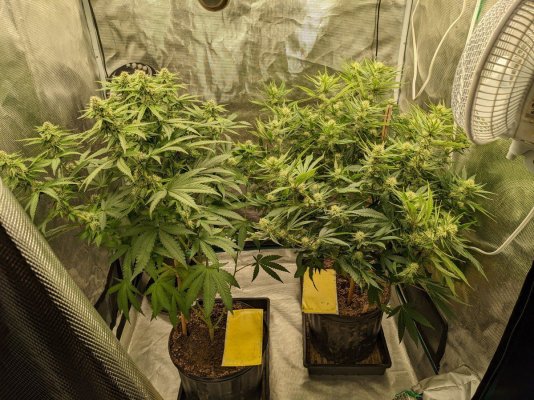 Primo Clones Canada grow and show