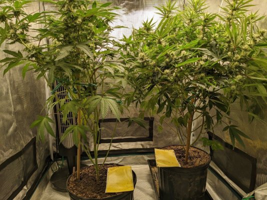 Primo Clones Canada grow and show