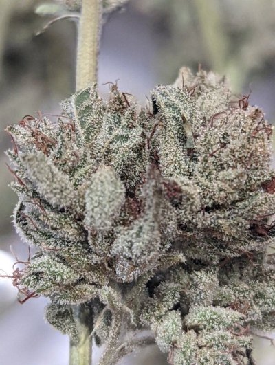 Let's See Your Frostiest Flowers