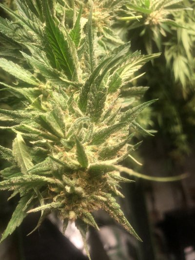 powdery-mildew--i-have-a-question.jpeg