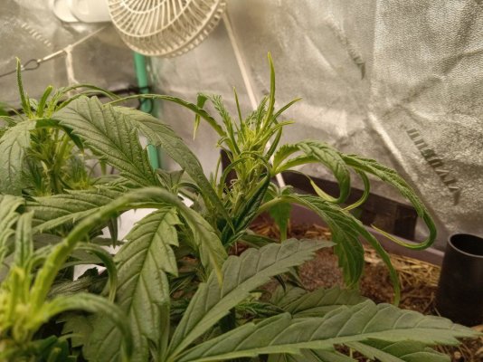 Curling leaf tips autoflower earthbox