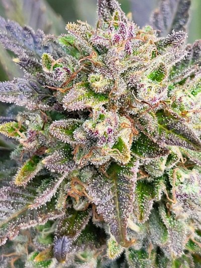 Let's See Your Frostiest Flowers