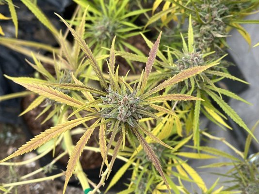 Let's see your outdoor grow 2022