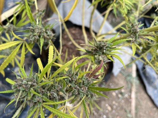 Let's see your outdoor grow 2022