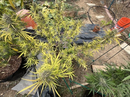 Let's see your outdoor grow 2022