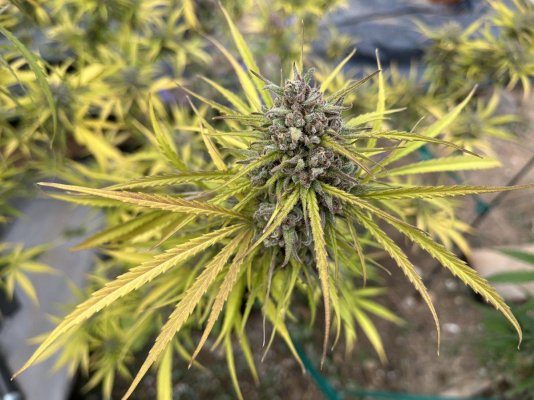 Let's see your outdoor grow 2022