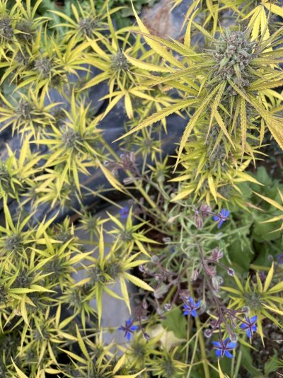 Let's see your outdoor grow 2022