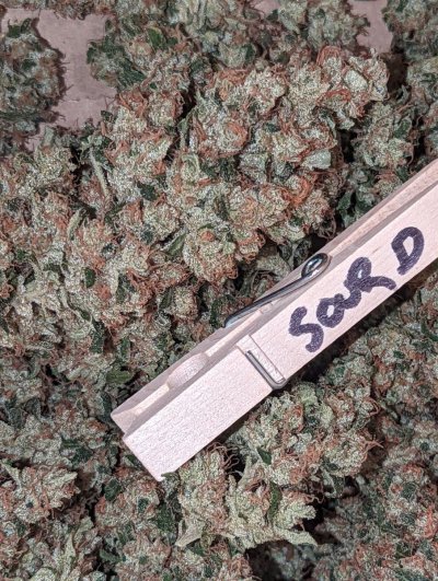 Bud Goodman's Perpetual Thread of Perpetually Good Buds, Man.