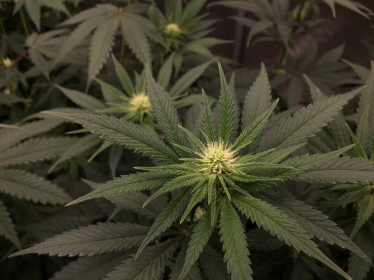 **2nd Grow** SpiderFarmer SF4000 , NFTG #4 -Sour Power-Hella Jelly-Strawberry Cheesecake- 3x3 Tent