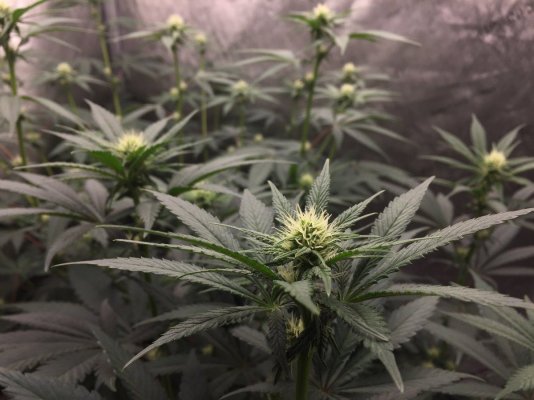 **2nd Grow** SpiderFarmer SF4000 , NFTG #4 -Sour Power-Hella Jelly-Strawberry Cheesecake- 3x3 Tent