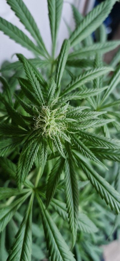 Let's see your outdoor grow 2022