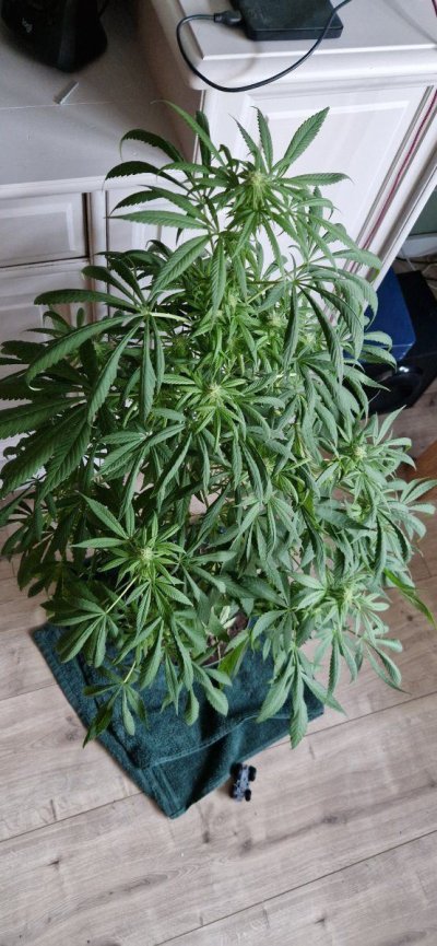 Let's see your outdoor grow 2022