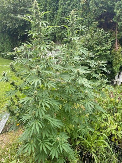 Are seeds from hermies any good?