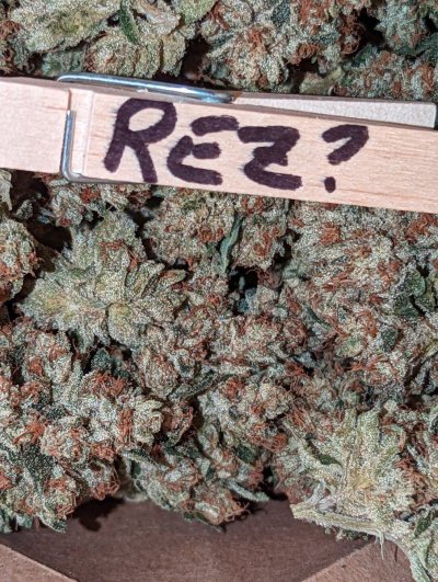 Bud Goodman's Perpetual Thread of Perpetually Good Buds, Man.