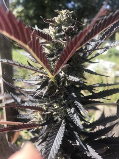 Does this seem ready to harvest now?