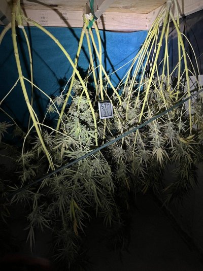 Let's see your outdoor grow 2022