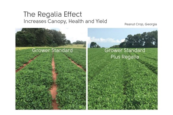 REG_effect_yield_peanut.jpg