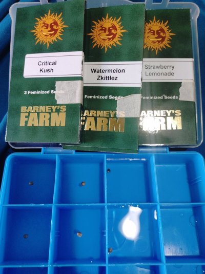 se7000-with-co2-in-multiple-hydro-systems-barneys-farm-genetics-2.jpg