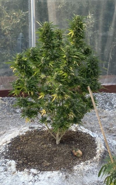 looking-for-some-living-soil-product-recommendations.jpeg