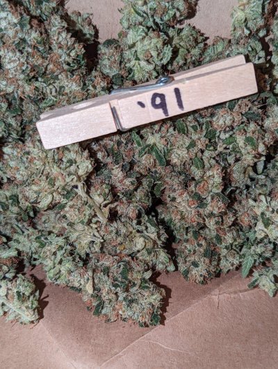 Bud Goodman's Perpetual Thread of Perpetually Good Buds, Man.