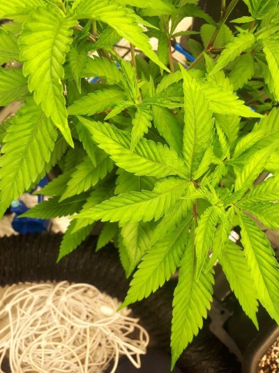 sick-plants-anyone-know-whats-up-5.jpg