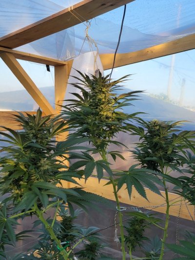 Let's see your outdoor grow 2022